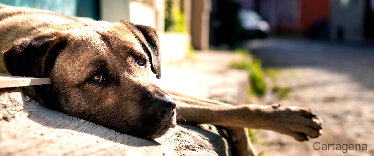¿Cuánto cuesta un cachorro de Border Collie en un criadero de perros en Cartagena?