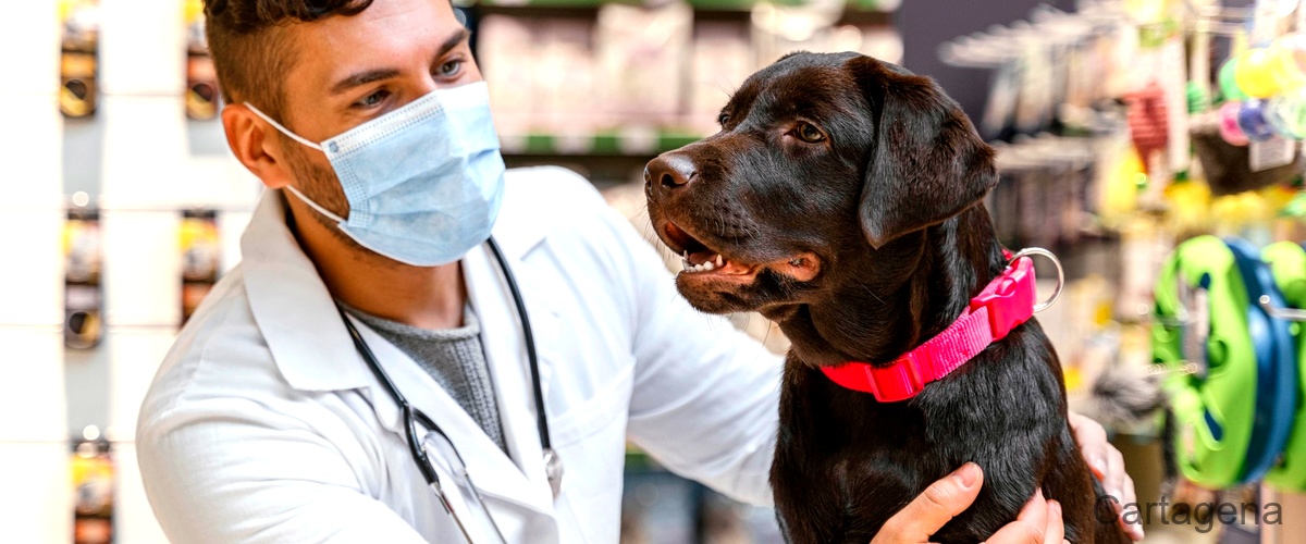 Los 19 mejores veterinarios de Cartagena